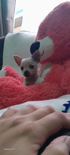 Chihuahuas 