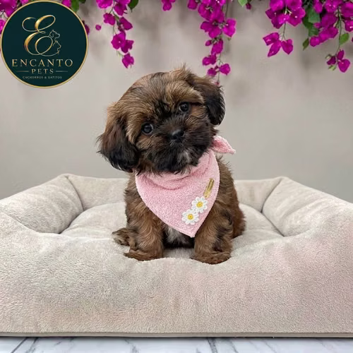 Cachorro Pequinés Maltés / Pekingese Maltese Mix disponible - Imagen 9