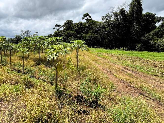 Terreno de 13.842 m² en Chachagua con Vista al Valle y Potencial de Desarrollo - Imagen 8