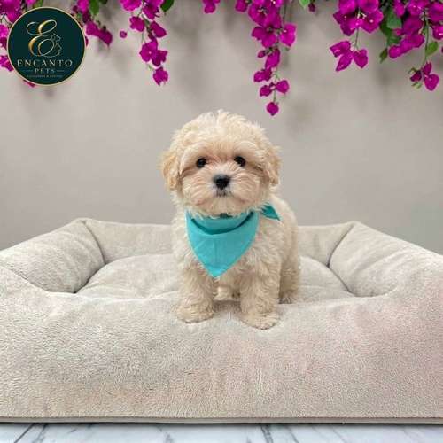 Cachorro BICHON HABANERO disponible - Imagen 2