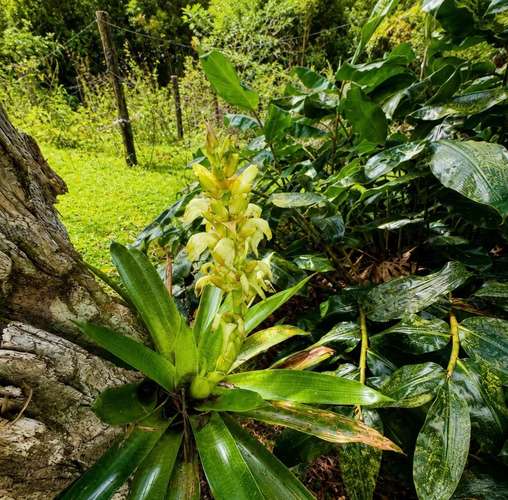 VENTA | Exclusiva finca de 5.3 hectáreas en El Guarco, Cartago ideal para proyecto, inversión o descanso - Imagen 11