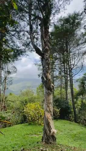 VENTA | Exclusiva finca de 5.3 hectáreas en El Guarco, Cartago ideal para proyecto, inversión o descanso - Imagen 14