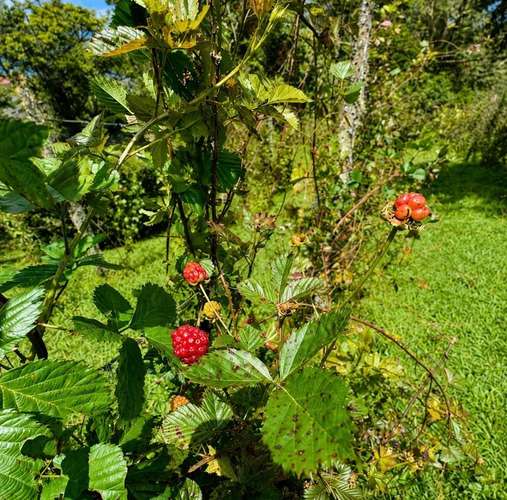 VENTA | Exclusiva finca de 5.3 hectáreas en El Guarco, Cartago ideal para proyecto, inversión o descanso - Imagen 16