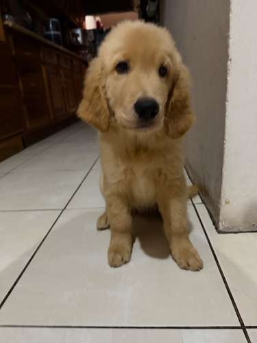 Golden Retriever Macho
