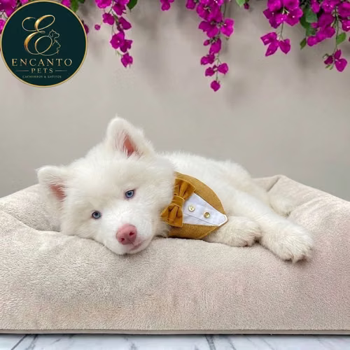 Cachorro HUSKY SIBERIANO disponible - Imagen 4