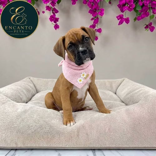 Cachorro BOXER disponible - Imagen 9