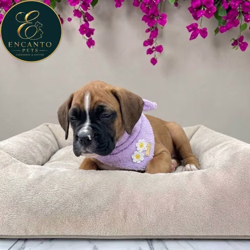 Cachorro BOXER disponible - Imagen 4