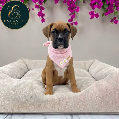 Cachorro BOXER disponible