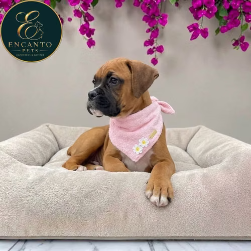 Cachorro BOXER disponible - Imagen 2