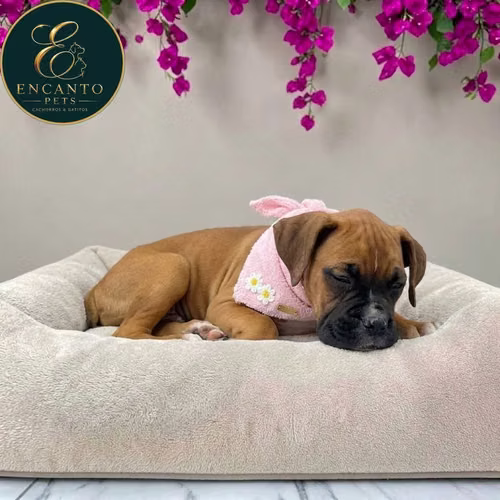 Cachorro BOXER disponible - Imagen 8