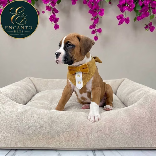 Cachorro BOXER disponible - Imagen 3