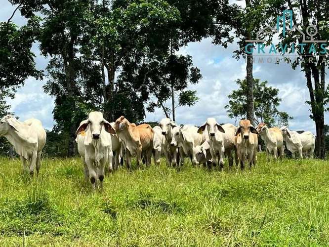 Venta de finca ganadera en San Carlos | 58 Ha | Con agua y luz | F 744