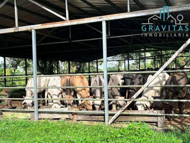Venta de finca ganadera en San Carlos | 58 Ha | Con agua y luz | F 744 - Imagen 3