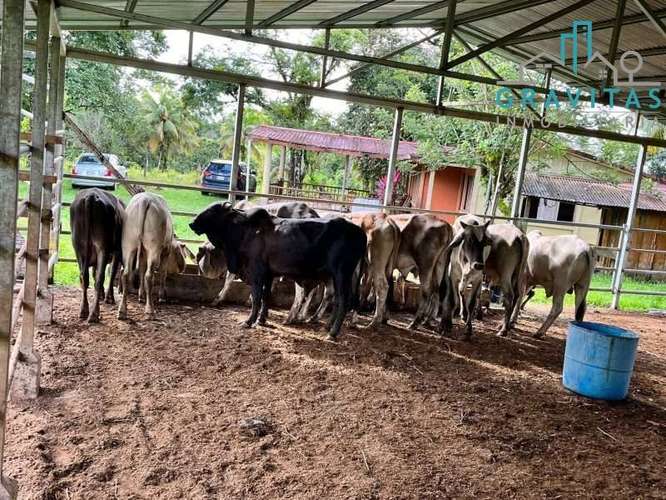 Venta de finca ganadera en San Carlos | 58 Ha | Con agua y luz | F 744 - Imagen 16