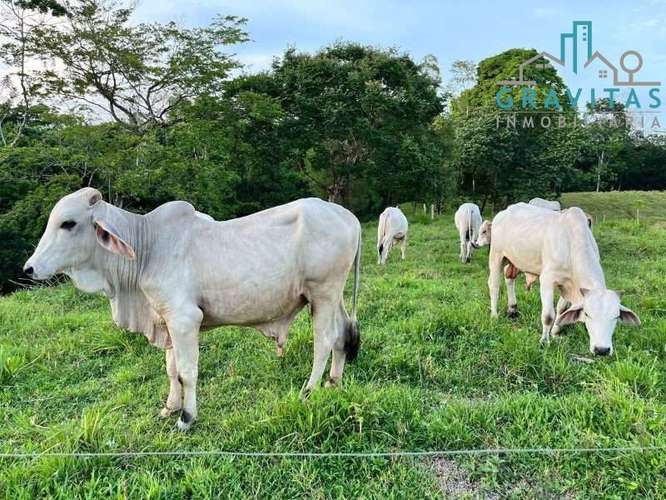 Venta de finca ganadera en San Carlos | 58 Ha | Con agua y luz | F 744 - Imagen 17