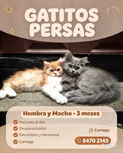Persas 