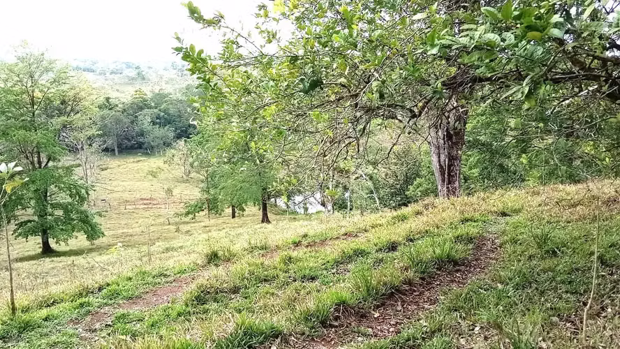 Venta finca ganadera 40 hectareas 