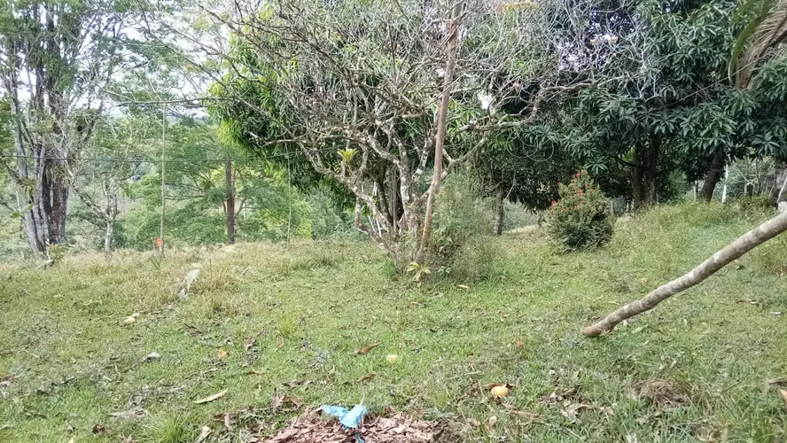 Venta finca ganadera 40 hectareas 