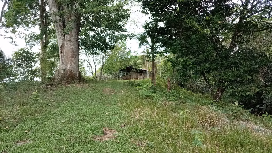 Venta finca ganadera 40 hectareas 