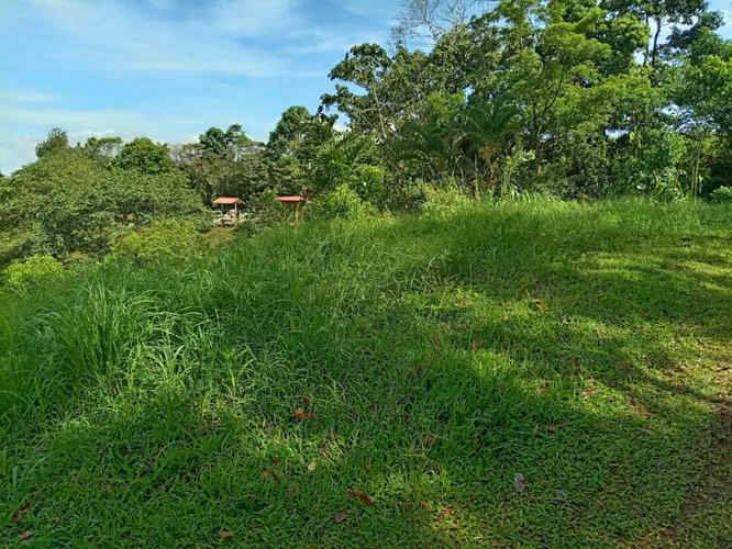 Venta finca ganadera 40 hectareas 