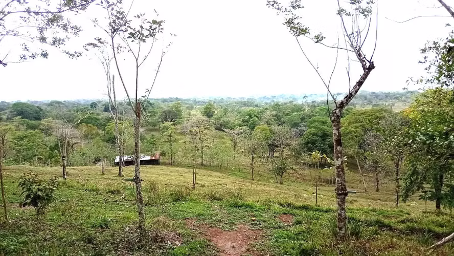Venta finca ganadera 40 hectareas 