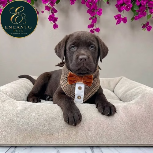 Cachorro LABRADOR RETRIEVIER CHOCOLATE LINEA AMERICANA disponible - Imagen 10