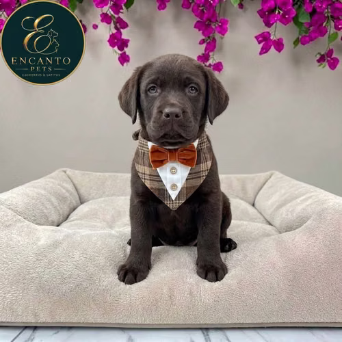 Cachorro LABRADOR RETRIEVIER CHOCOLATE LINEA AMERICANA disponible - Imagen 3