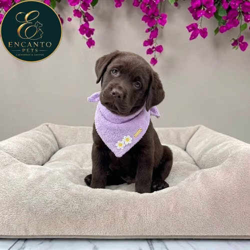 Cachorro LABRADOR RETRIEVIER CHOCOLATE LINEA AMERICANA disponible