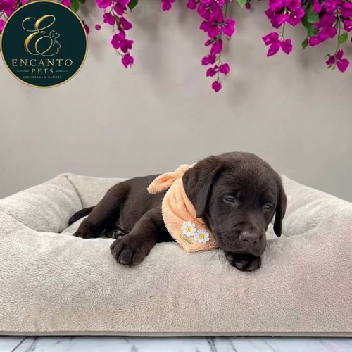 Cachorro LABRADOR RETRIEVIER CHOCOLATE LINEA AMERICANA disponible - Imagen 7