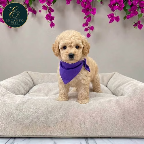 Cachorro FRENCH POODLE APRICOT MINIATURA disponible - Imagen 7