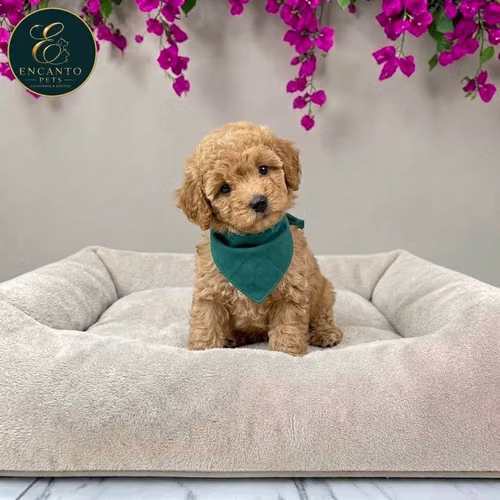 Cachorro FRENCH POODLE APRICOT MINIATURA disponible - Imagen 10