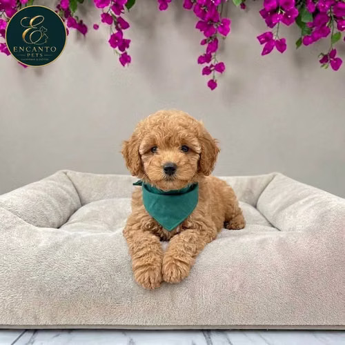 Cachorro FRENCH POODLE APRICOT MINIATURA disponible