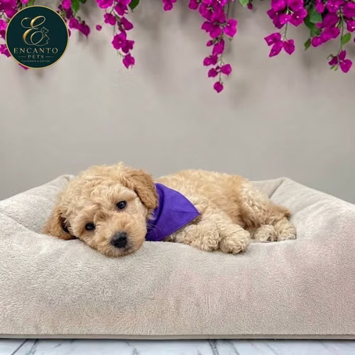 Cachorro FRENCH POODLE APRICOT MINIATURA disponible - Imagen 8