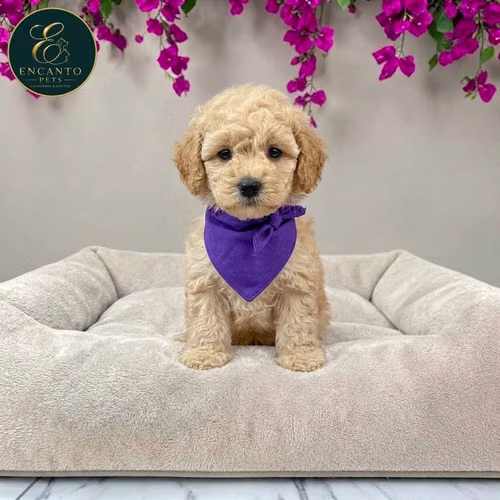 Cachorro FRENCH POODLE APRICOT MINIATURA disponible - Imagen 4