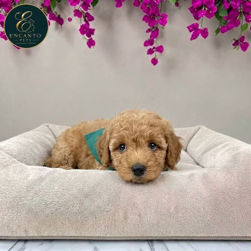 Cachorro FRENCH POODLE APRICOT MINIATURA disponible - Imagen 3