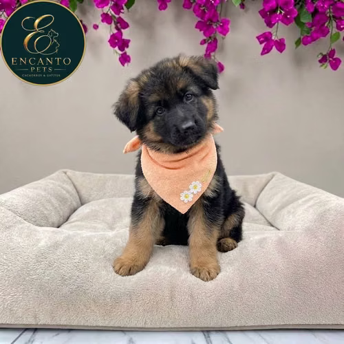 Cachorro PASTOR ALEMAN PELO CORTO disponible - Imagen 3