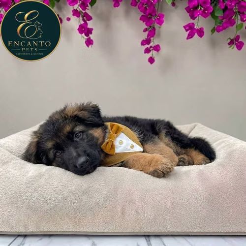 Cachorro PASTOR ALEMAN PELO CORTO disponible - Imagen 4