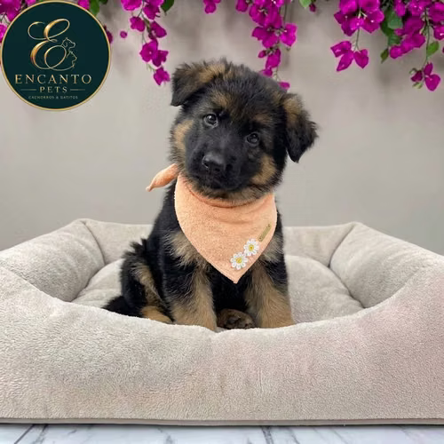 Cachorro PASTOR ALEMAN PELO CORTO disponible - Imagen 10