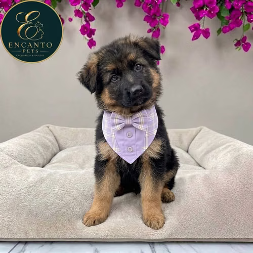 Cachorro PASTOR ALEMAN PELO CORTO disponible