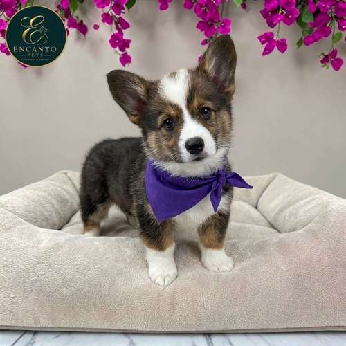 Cachorro CORGI DE PEMBROKE disponible - Imagen 5