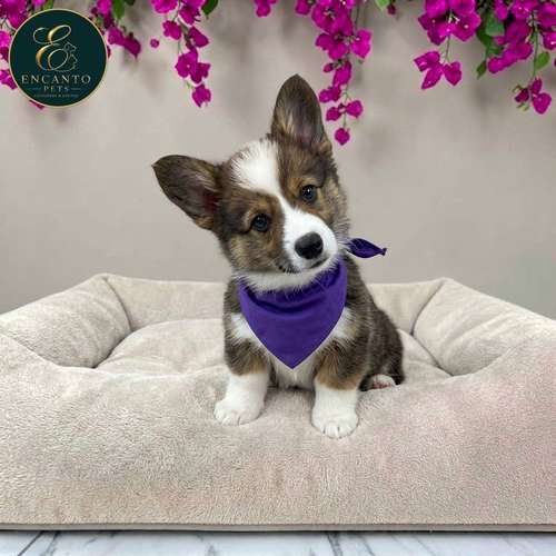 Cachorro CORGI DE PEMBROKE disponible - Imagen 7
