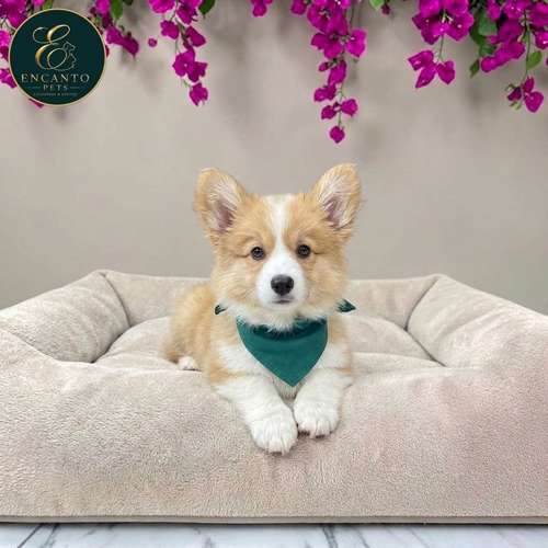 Cachorro CORGI DE PEMBROKE disponible - Imagen 9