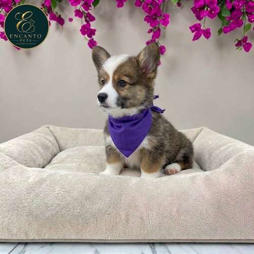Cachorro CORGI DE PEMBROKE disponible - Imagen 8