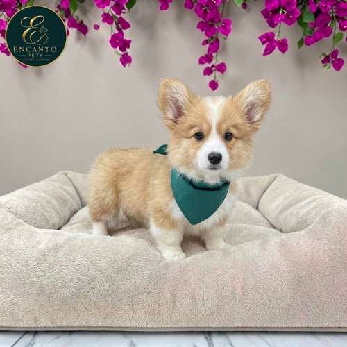 Cachorro CORGI DE PEMBROKE disponible - Imagen 10
