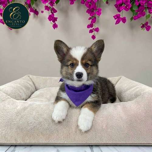 Cachorro CORGI DE PEMBROKE disponible - Imagen 4