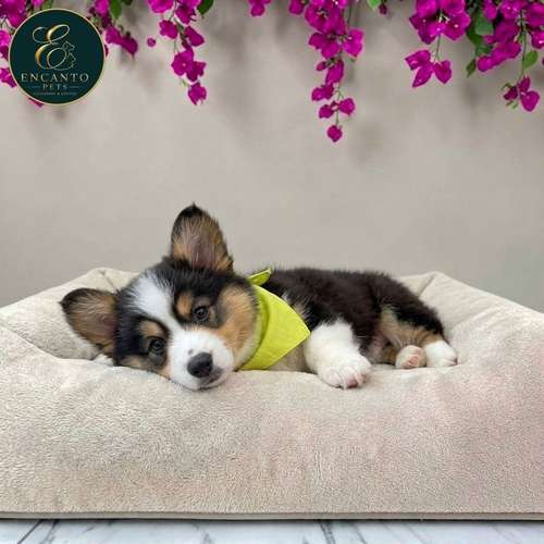 Cachorro CORGI DE PEMBROKE disponible - Imagen 3