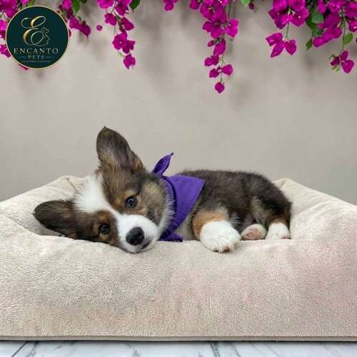 Cachorro CORGI DE PEMBROKE disponible - Imagen 6