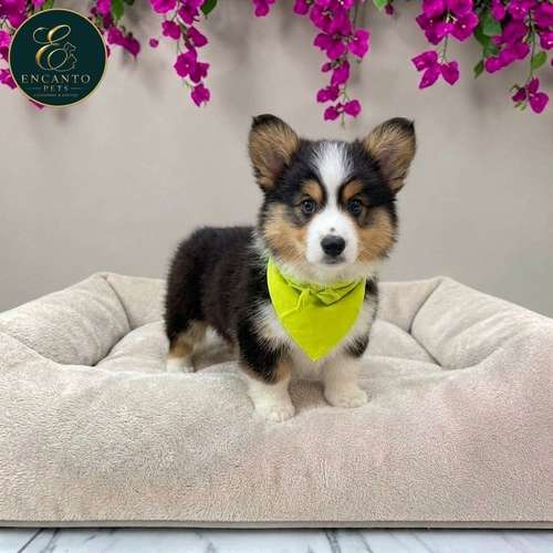 Cachorro CORGI DE PEMBROKE disponible - Imagen 2