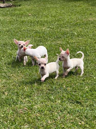 Chihuahuas 