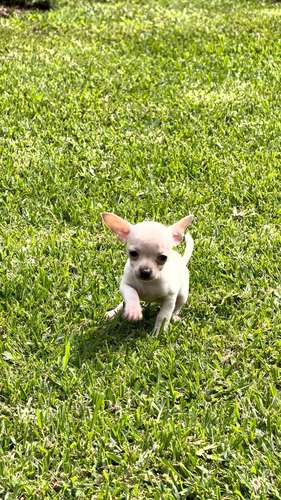 Chihuahuas 